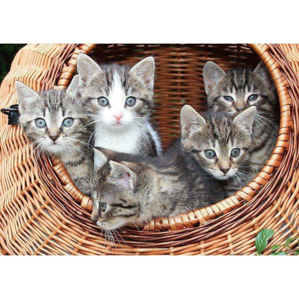 Miniatuur 1